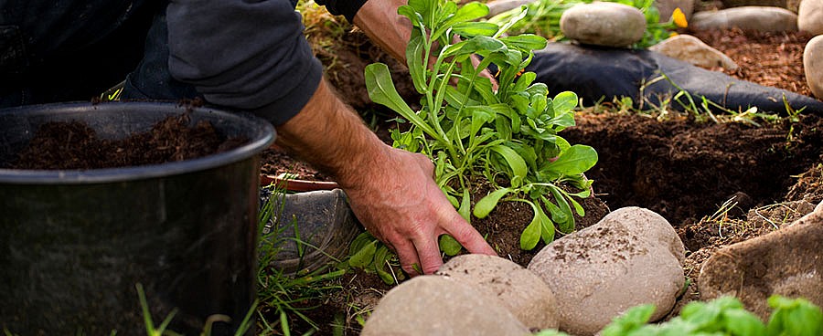 Gartenpflege